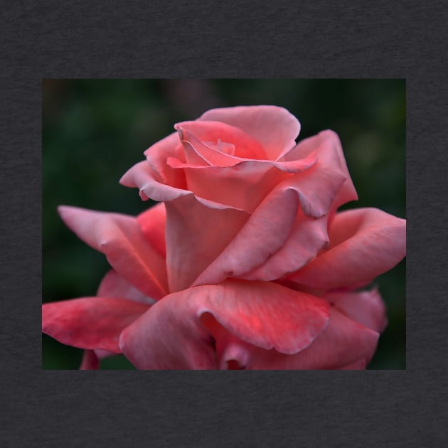 The Unfolding Of A Pink Rose Bud by KirtTisdale